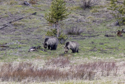 Obsidian and Cubs May 2025